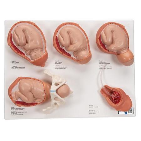 3B SCIENTIFIC Labour stages model - w/ 3B Smart Anatomy 1001259